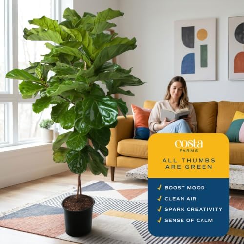Costa Farms Fiddle Leaf Fig, Live Indoor Plant, Floor Plant