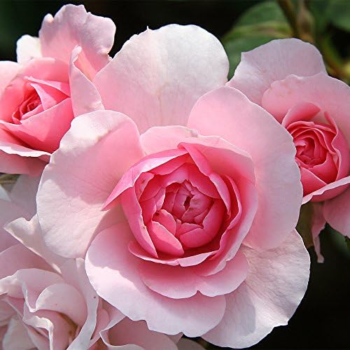 Heirloom Landscape Roses, Live Own Root Plant, Bonica®