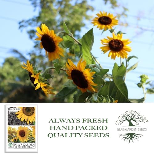 Black Oil Sunflower Seeds (Helianthus annuus) – 150+ Non GMO & Heirloom Seeds by Isla’s Garden Seeds