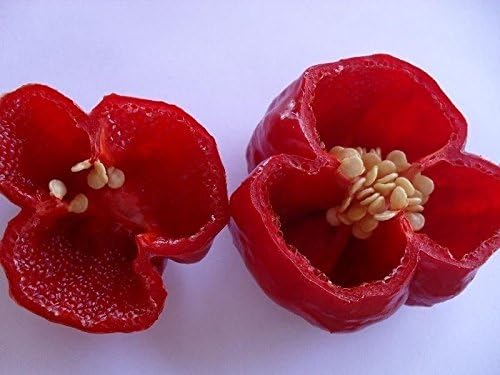 Sweet/Perennial Sweet Pepper Aji Dulce #2" Venezuelan Heirloom (100 Seeds) Sweet, Flavorful - Rare