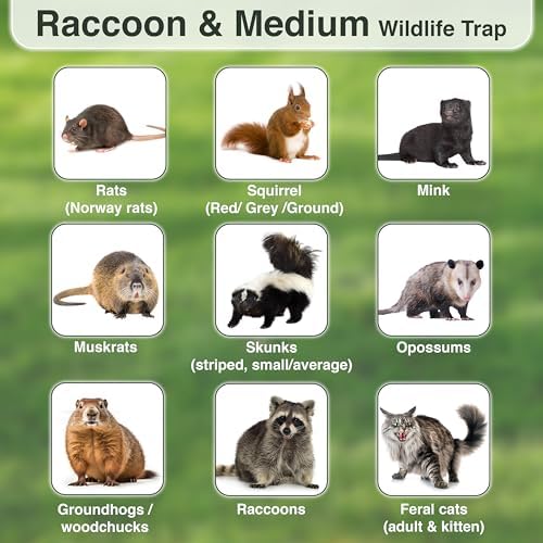 HOMESTEAD Heavy Duty Live Trap - Professional Style One-Door Live Animal Traps for Rabbit, Squirrel, Possum, Skunk, Kitten, Mink Small