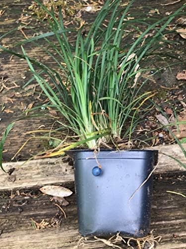 Mondo Grass (Ophiopogon japonicus) 3.5 inch pots. (30)