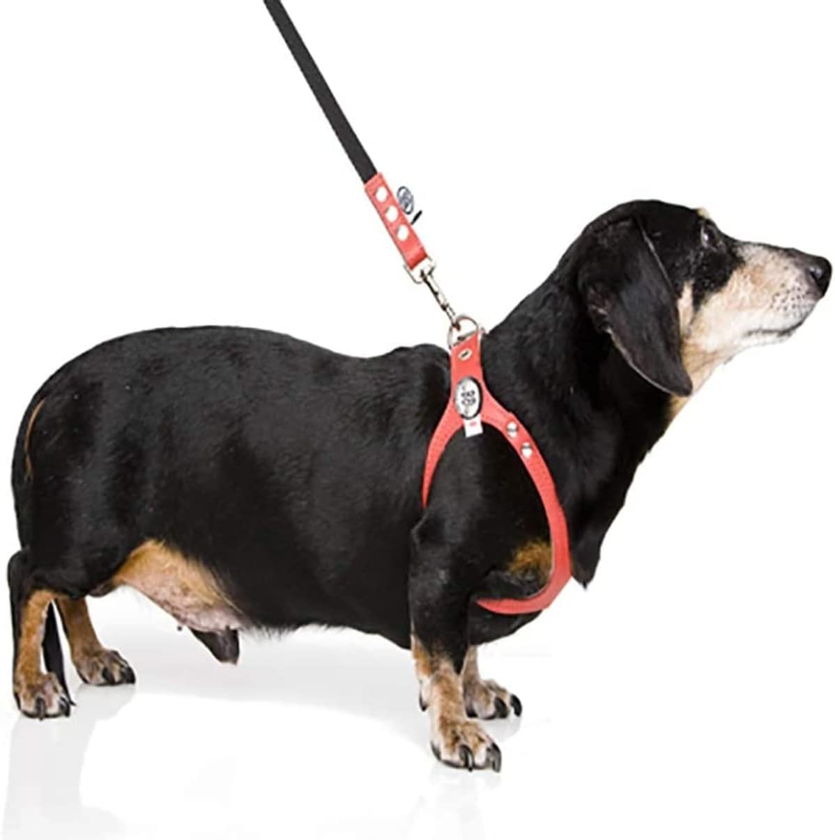 BUDDY BELT Harness Pebble Grain Caramel - Premium Edition (3)