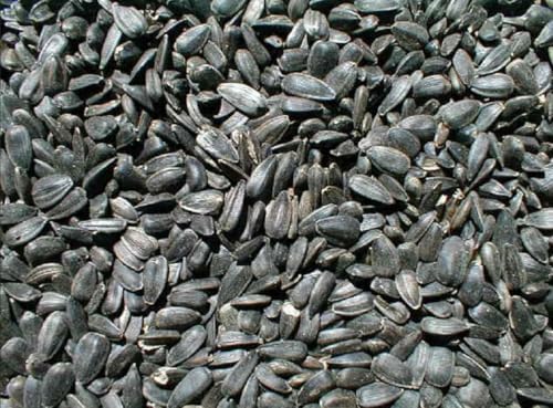 Ernst Grain & Livestock Black Oil Sunflower Seeds - Birdseed for Outside Feeders Wild Bird Food - Ideal Bird Seed for Cardinals