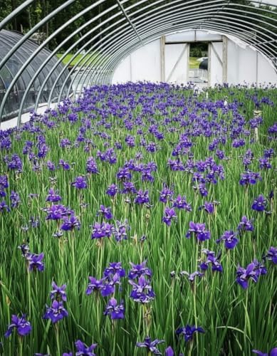 Iris s. 'Caesar's Brother' (Siberian) Perennial, Size-#1 Container, Deep Blue-Violet Flowers