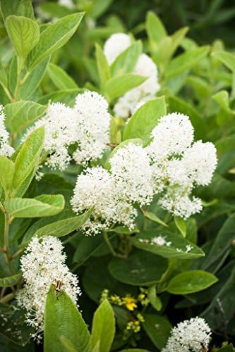 20 New Jersey Tea Seeds for Planting (Ceanothus Americanus) – Perennial Red Root Tea/Wild Snowball/Mountain Sweet Heirloom Seeds – Perfect