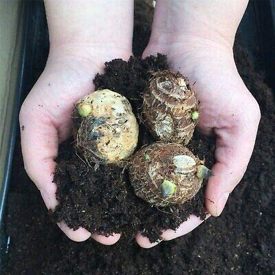 3 Live colocasia esculenta Elephant Ear Taro gabi kalo eddo Bulbs Fast Growing