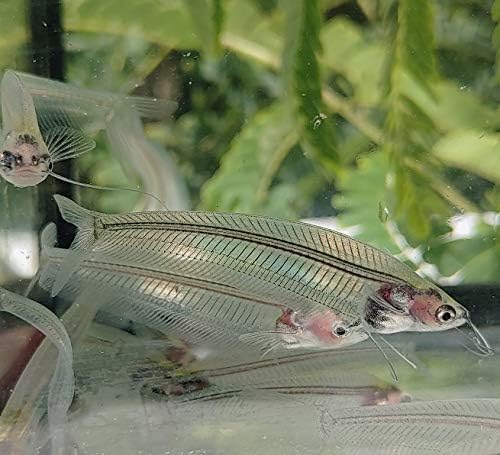 Quinn's Fins Ghost Glass Catfish - Pack of 1
