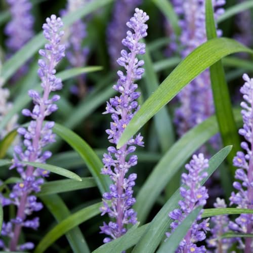Emerald Goddess Liriope Muscari - 3 Live Plants - Drought Tolerant Low Maintenance Evergreen Ground Cover Grass
