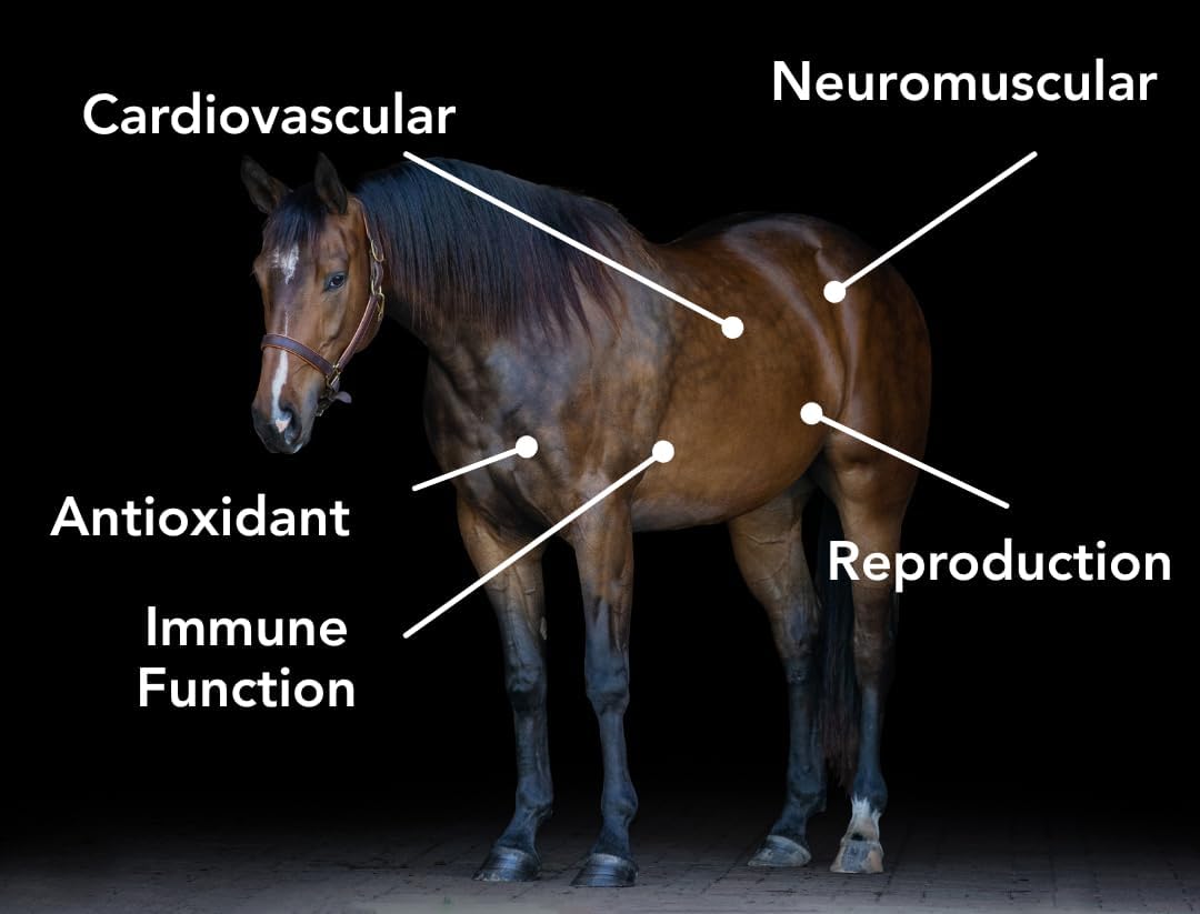 MPV Vitamin E 5,000 Pelleted Vitamin E for Horses