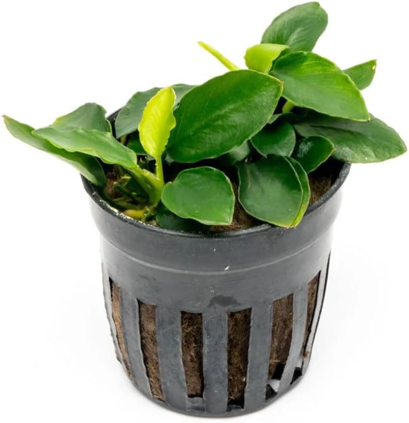 Anubias Nana Live Aquarium Plants - Potted Freshwater Plant for Fish Tanks, Terrariums - Beginner Friendly Low Light (1 Pot)