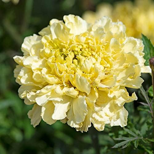 Park Seed Whopper Mix Marigold Flower Seeds – Giant 4-Inch Double Blooms in Yellow, Gold & Orange, Compact and Weather-Resistant Plants, Easy to Grow for Beds or Containers – Pack of 25