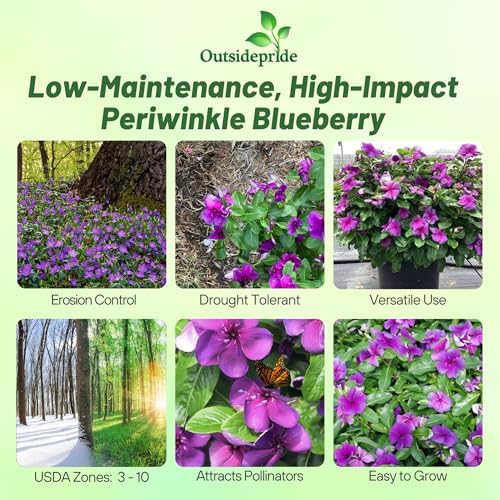 Outsidepride Blueberry Periwinkle Seeds for Planting – 50 Pcs Annual, Fast-Blooming