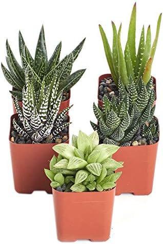 Shop Succulents | Alluring Collection of Live, Hand Selected Variety Pack of Mini 5 Different Aloe Plants in 2" Grower Pots