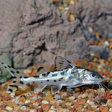 Live Freshwater Aquarium Fish - 2-3" Pictus Catfish - Populate Your Fish Tank!