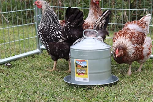 Little Giant® Double Wall Metal Poultry Fount | Poultry Waterer | Heavy Duty Galvanized Steel Waterer | Made in USA (Silver, 3 Gallon)