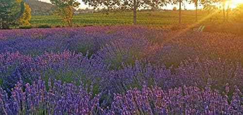 L+ Hidcote Blue Lavender — 4 Live Plants in 4" Pots — Deep Purple-Blue Flowers — Fragrant, Bee-Friendly, Drought & Deer Resistant Perennial — Zones 5–9, Cut Flower & Sachet