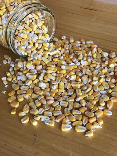 Ernst Grain & Livestock Whole Corn – Perfect Feed for Deer, Squirrels, Chickens, Ducks, Rabbits, Geese, and More! (46 Pound)