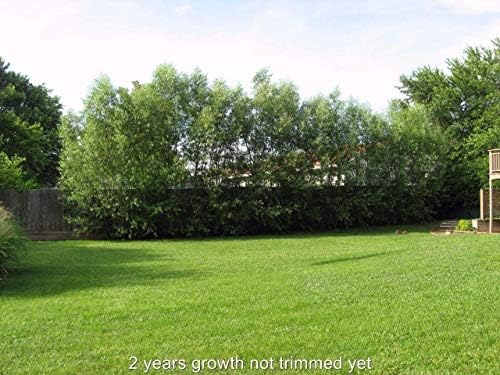 50 Austree Hybrid Willow Trees, Fastest Growing Shade or Privacy Tree - Austree Hybrid Willow Tree - 50 Live Trees