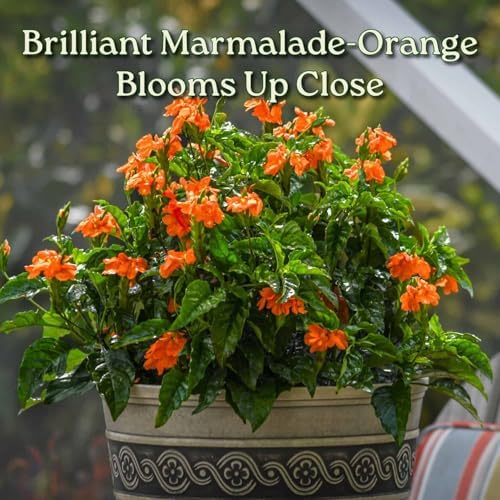 Crossandra Flower Plant Live - Orange Marmalade - 3 Gallon Pot - Overall Height 22" to 26" - Tropical Plants of Florida (Plant in Growers Planter)