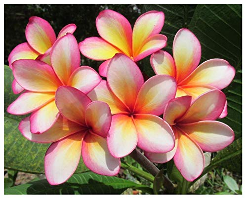 Professional Nursery Grade Plumeria Fertilizer 4 LB 6 Month Slow Release Frangipani Plant Food