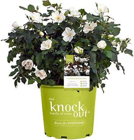 Knock Out Roses - Rosa White Knock Out (Rose) Rose, white flowers, #3 - Size Container