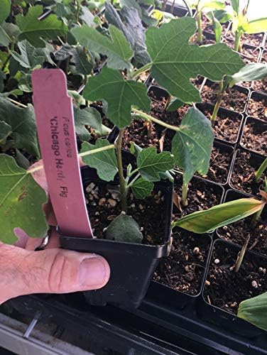Chicago Hardy Fig Tree - Very Cold-Hardy - Live fig Tree
