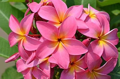 4 PK Hawaiian Pink Plumeria Frangipani Plant Cuttings Approx. 10 Inches each ~ Discount HawaiianGifts