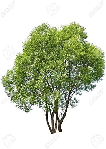 20 Thin Hybrid Willow Trees - Pencil Sizer or Smaller - Grow 20 Trees