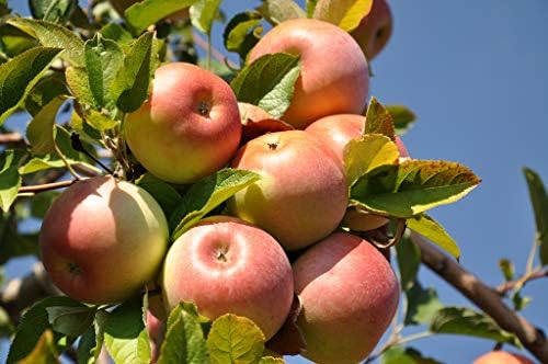 Fuji Apple Tree - Grow Fresh Fruit - Live Plant Shipped 3 Feet Tall by DAS Farms