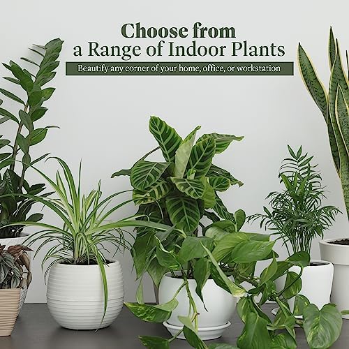 American Plant Exchange Snake Plant – Medium 6-Inch Pot Yellow Sansevieria Trifasciata, Drought-Tolerant, Air-Purifying Live Houseplant for Home