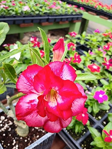 New!! U.S. Seller 50 Fresh Desert Rose Seeds Mixed Colors Adenium Desert Rose 50 Pack Single and Multi Colored Flowers Fresh Seeds