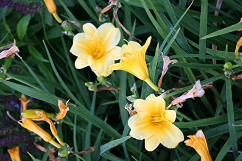 Stella D'oro Yellow Daylilies - 5 Bare Root Perennials Re-Bloomer