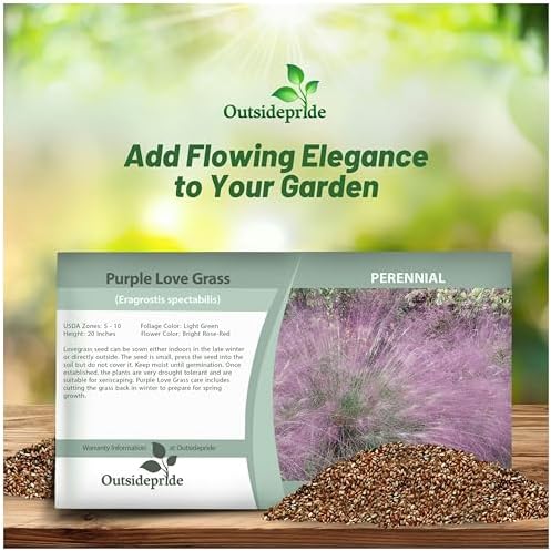 Outsidepride 500 Seeds Perennial Eragrostis Spectabilis Ornamental Love Grass Seed for Planting
