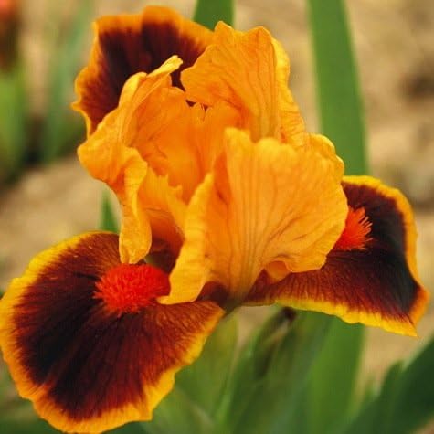 Fancy Mixed Bearded Iris Root,Rhizome, Plant,Start, for Spectacular Flowers Year After Year