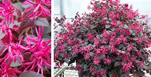 Plum Delight Loropetalum (Chinese Fringe) - Live Plant - (1 QT)
