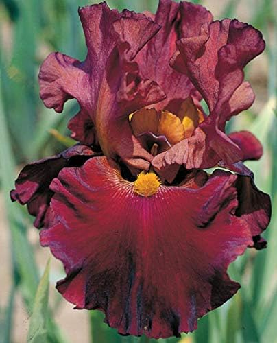 Code Red, Colorful Bearded REBLOOMING IRIS (1) Rhizome/Bulb/Root Ready for Planting Now