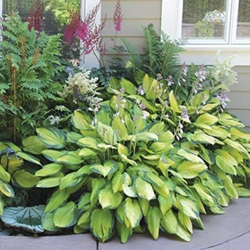 Great Deal - Ultimate Hosta Garden Collection 6-Pack of Bare Roots Hardy Mixed Heart-Shaped Hosta Rich Green Foliage, Low Maintenance