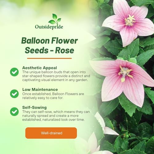 Outsidepride Blue Balloon Flower Seeds for Planting – 1000 Pcs Perennial, Drought-Tolerant, Easy to Grow, Low Maintenance, Pollinator-Friendly, Star-Shaped Blooms for Outdoor Gardens and Borders