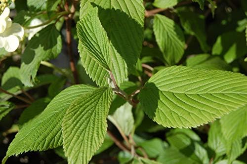 Viburnum p. t. 'Mariesii' (Doublefile Viburnum) Shrub, white flowers, #3 - Size Container