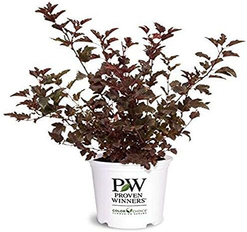 Proven Winners - Physocarpus op. Summer Wine (Ninebark) Shrub, red foliage, #2 - Size Container