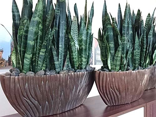American Plant Exchange Snake Plant – Medium 6-Inch Pot Yellow Sansevieria Trifasciata, Drought-Tolerant, Air-Purifying Live Houseplant for Home