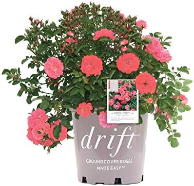 Drift Roses - Rosa Peach Drift (Rose) Rose, double peach flowers, #2 - Size Container