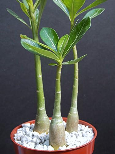 Adenium Obesum Rare Caudex Collection Exotic Bonsai Desert Rose 3 Plants Lot 4"