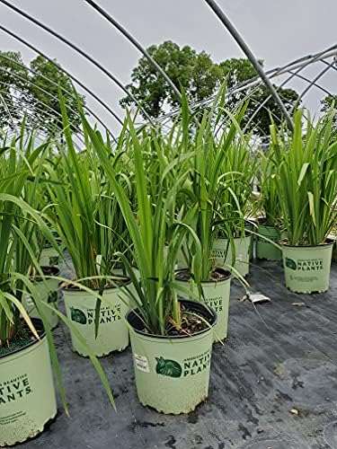 Iris versicolor (Northern Blue Flag Iris) Perennial, blue flowers, 1 - Size Container