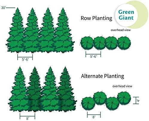 Brighter Blooms - Thuja Green Giant Arborvitae, 3-4 ft. - No Shipping to AK, AZ, HI, OR