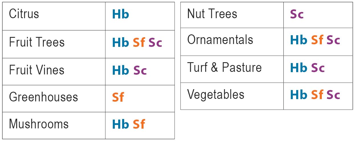 NaturesGoodGuys Beneficial Nematodes SF Steinernema feltiae - 50 Million
