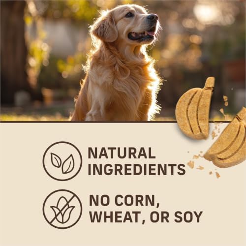 Merrick Oven Baked Dog Treats, Natural and Crunchy Bag of Treats, Pumpkin Patch with Real Pumpkin Snack