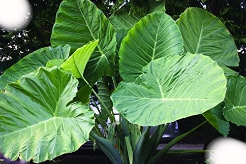 2 Plants - Thailand Giant Colocasia - Elephant Ear -Taro - 4 Inch Pot