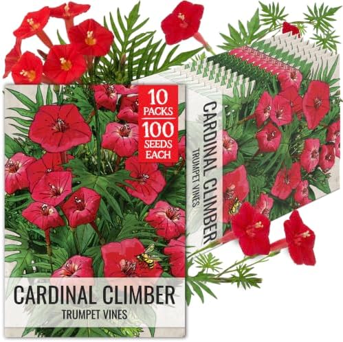 Seed Needs Cardinal Climber Seeds to Plant Red Flowering Vines 2 Packs